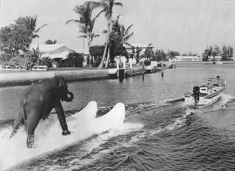 Слониха на водных лыжах - знаменитость 50-х