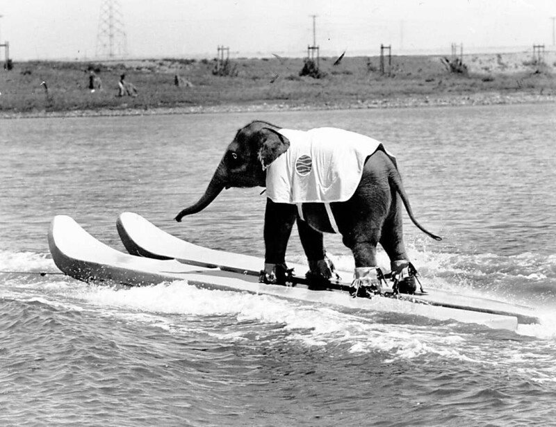 Слониха на водных лыжах - знаменитость 50-х