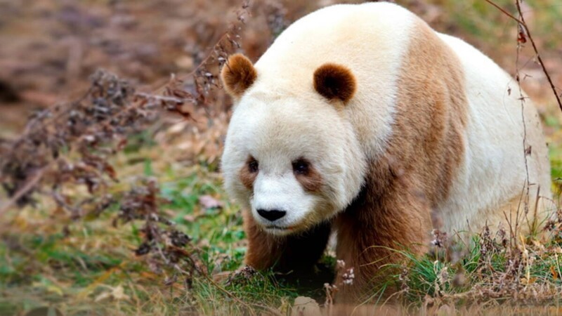 Редкая коричневая панда попала в фотоловушку в Китае
