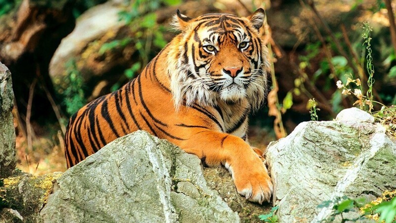 Самый выносливый тигр с супер способностями