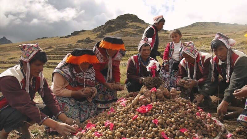Национальный День картофеля в Перу