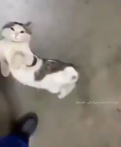 https://cdn.fishki.net/upload/post/2021/05/31/3776583/gallery/1622361591135950827.gif