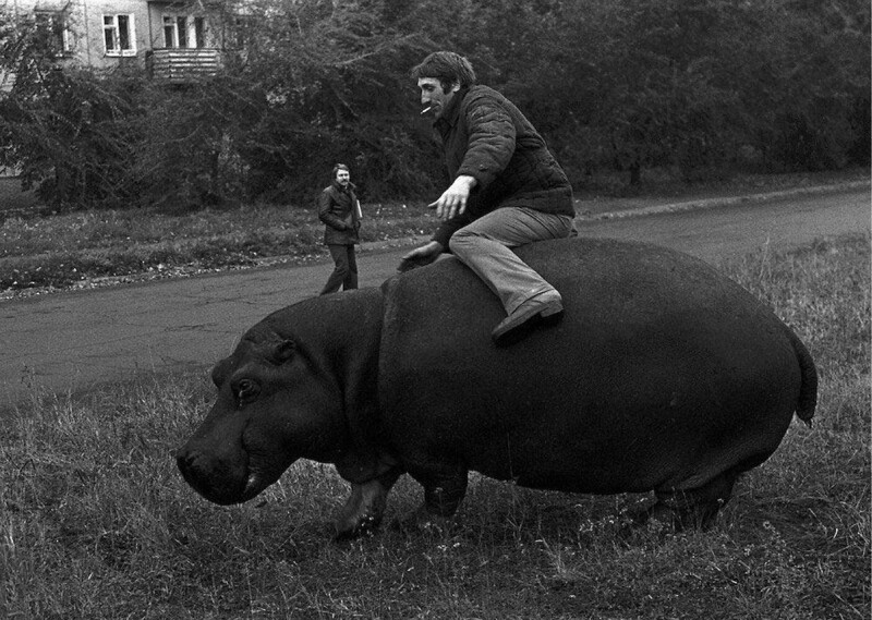 Поддатый мужчина верхом на гиппопотаме, Новокузнецк, СССР, 1982 год