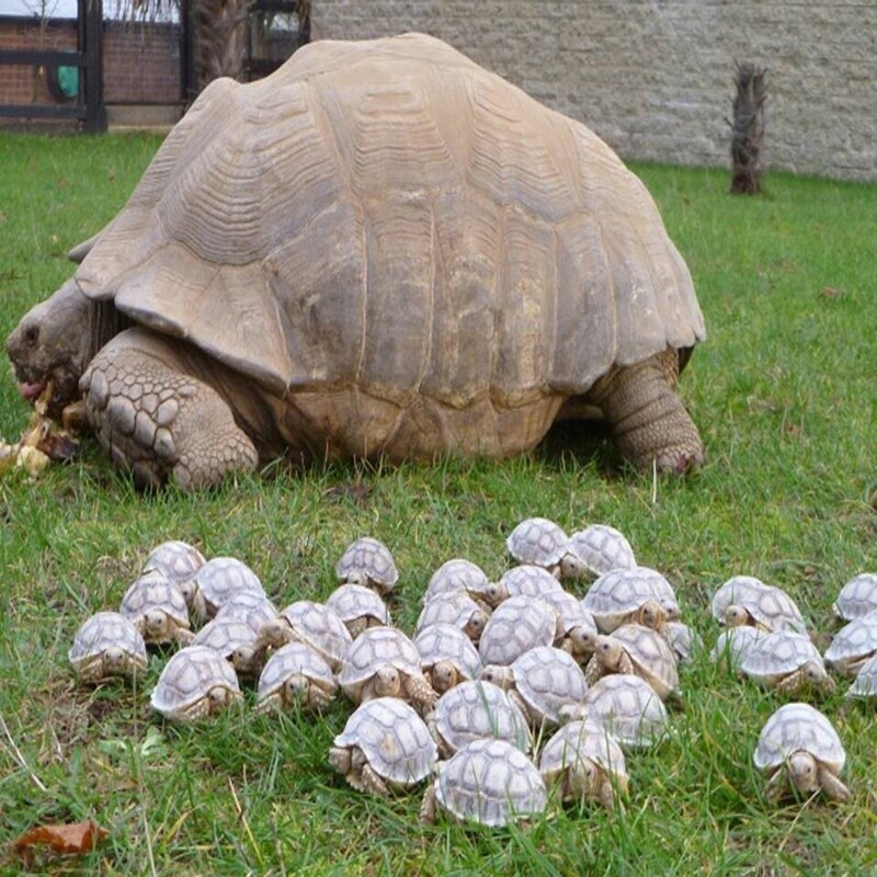 Гигантская мама-черепаха