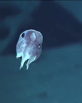Осьминог Дамбо или Гримпотевтис(Grimpoteuthis)