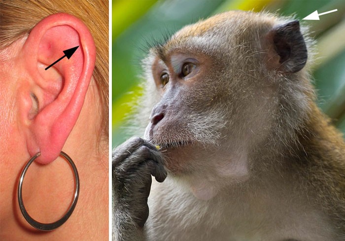 23. Только у 10% людей есть Дарвинов бугорок - небольшая шишка на внешней стороне уха. Считается, что такие люди лучше воспринимают тональность голоса.