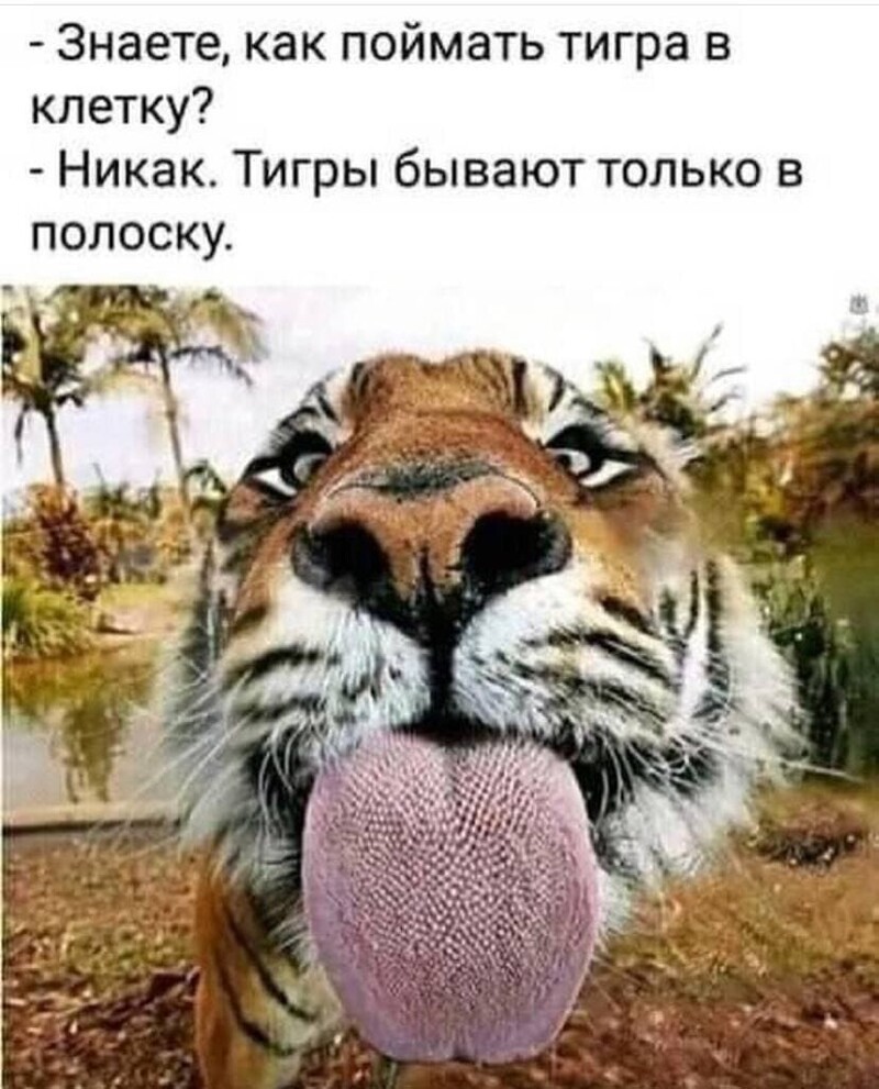 Ежедневный утренний обзор политических событий с сатирой и другое