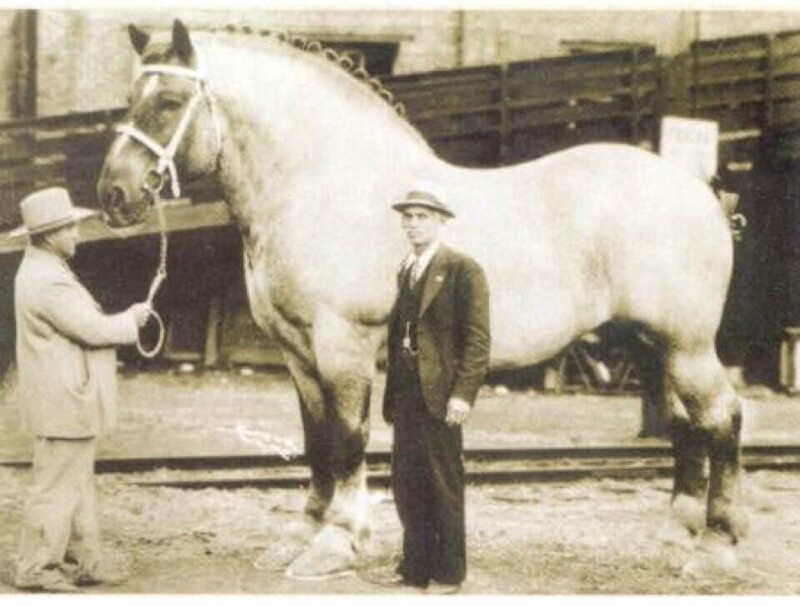 Самая большая лошадь в мире, 1928 год