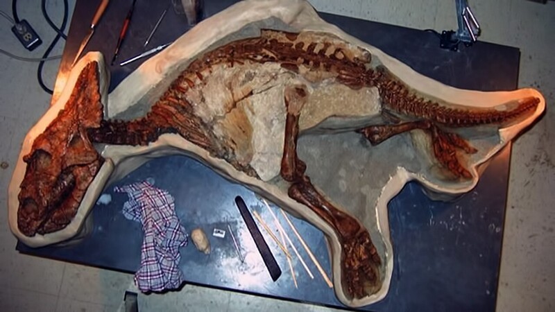 Скелет малыша динозавра, найденный почти в нетронутом состоянии