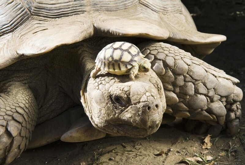 140-летняя черепаха с малышом, которому пять дней от роду
