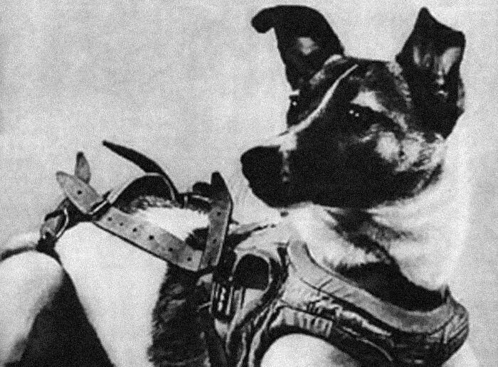 Собака-космонавт Лайка была первым животным, выведенным на орбиту Земли в 1957 году. К сожалению, собака погибла через 5-7 часов после старта от перегрева
