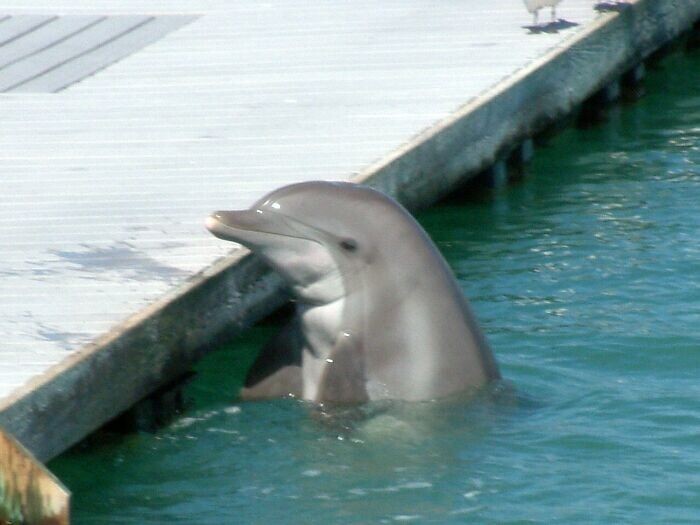 Дельфины могут совершать самоубийства, намеренно уплыв глубоко под воду и не поднимаясь наверх. Этот дельфин, например, покончил с собой от долгого пребывания в одиночестве