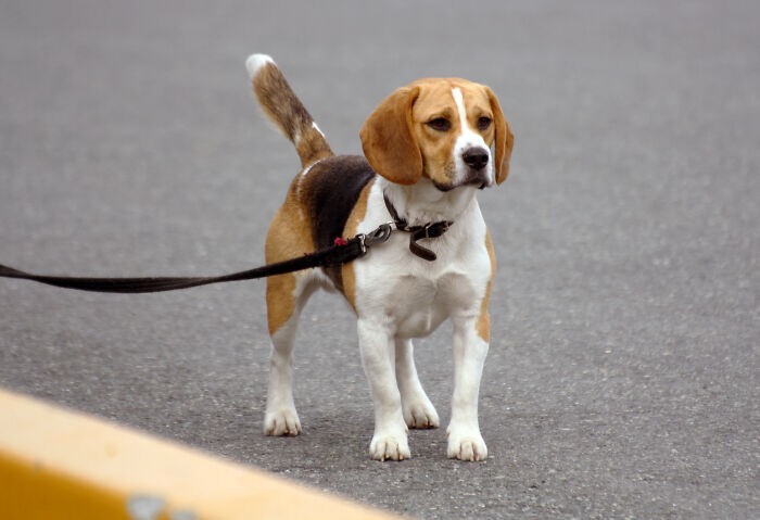 Для тестирования на животных с участием собак большинство лабораторий используют гончих. Они наиболее снисходительны к людям, которые причиняют им боль