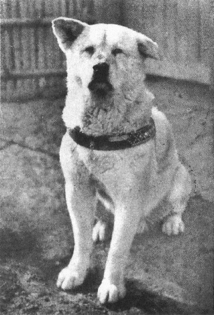 Хатико - известный пес, который каждый день ждал на вокзале своего хозяина с работы. Однажды у хозяина случилась аневризма, и он скончался. Хатико не дождался его, и провел следующие десять лет в ожидании на станции. Позже там ему поставили памятник
