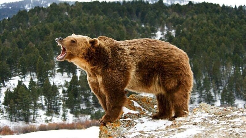 Если самка медведя гризли родит одного медвежонка, она откажется от него