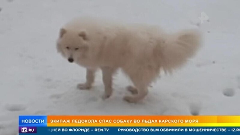 О политике и не только