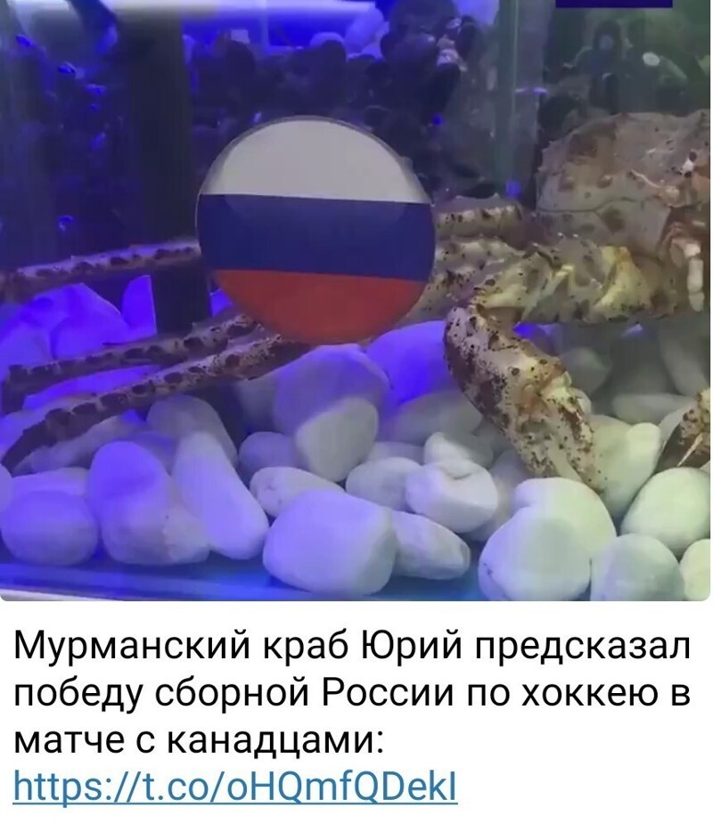Сварить нахрен краба...