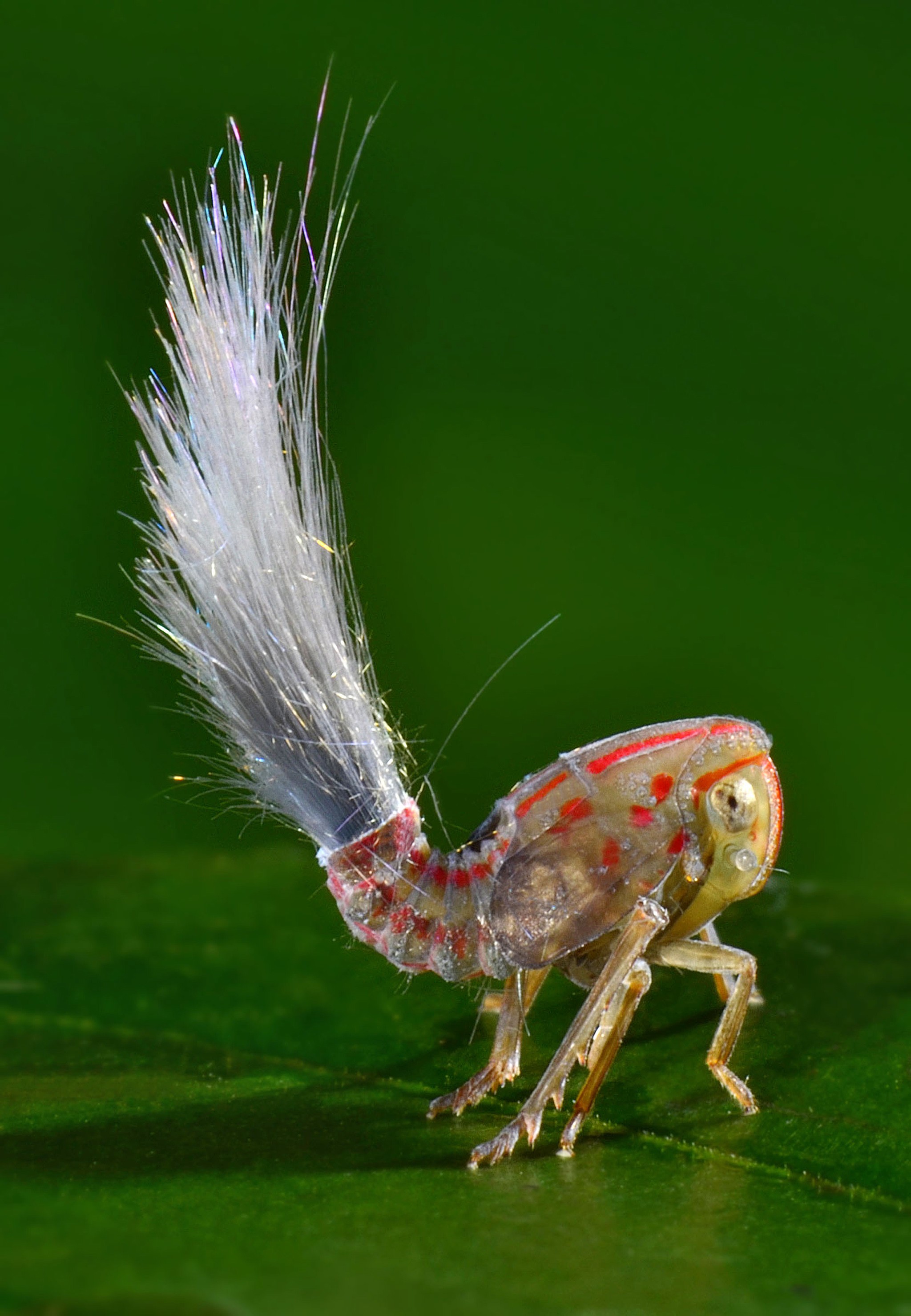 Нимфы planthopper