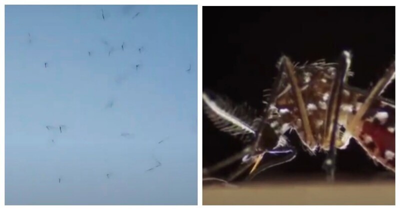 Нападение комаров. Странные комары. Насекомые черного моря. Странные комары в Москве. Нападение ядовитого насекомого.