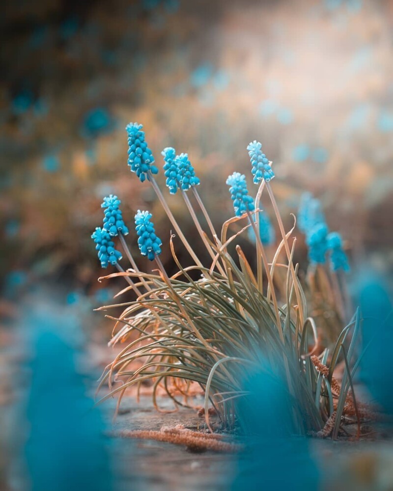 Красота цветов на снимках от Питера Висса