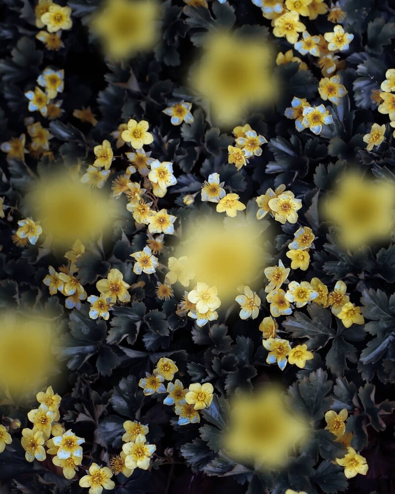 Красота цветов на снимках от Питера Висса