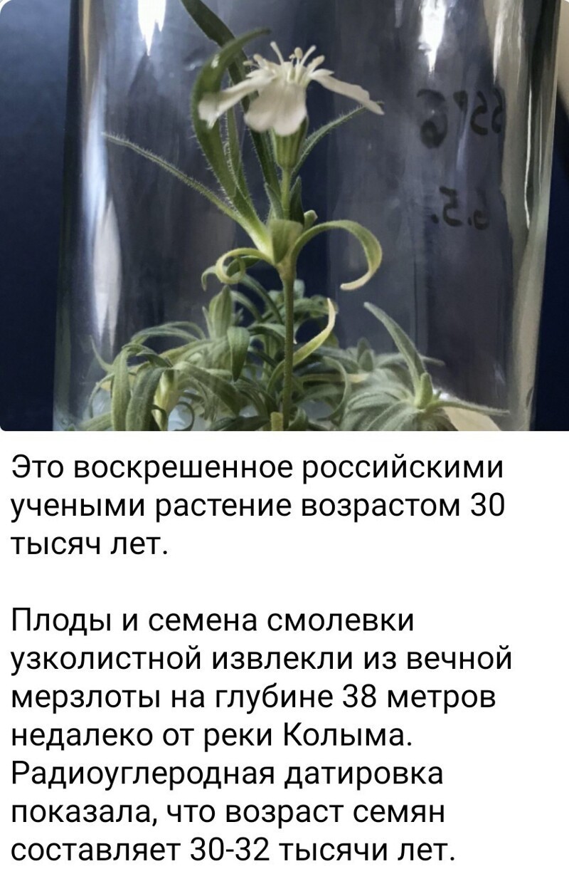 Воскресный утренний новостной сатирический блок