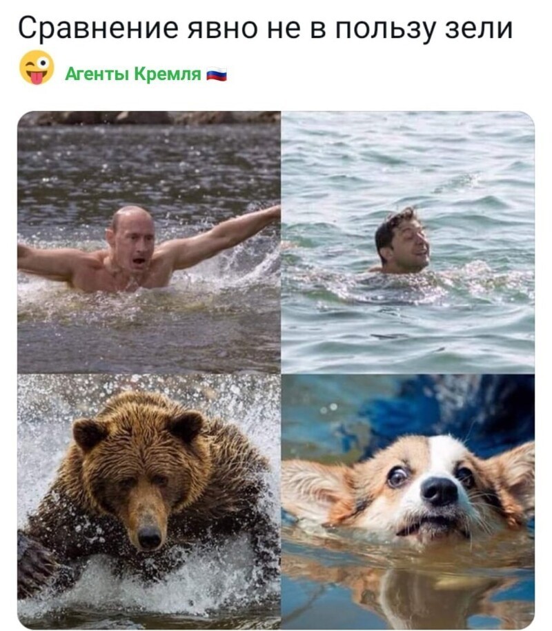 Корги- самое милое существо на свете. Зачем кудрявого клоуна-актера сравнивать с милейшим существом?..