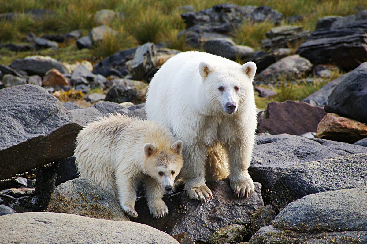 ГРОЛАР (Полярный Гризли). Кермод (кермодский медведь). Гризли альбинос. Кермодский бурый медведь белый. Канадская рысь бурый медведь