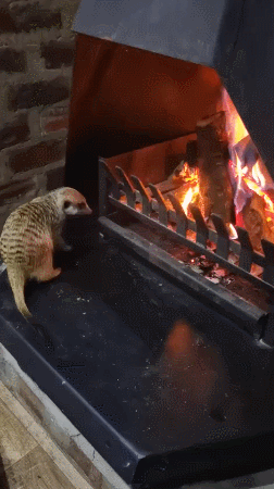https://cdn.fishki.net/upload/post/2021/06/07/3786887/gallery/162290630919659323.gif