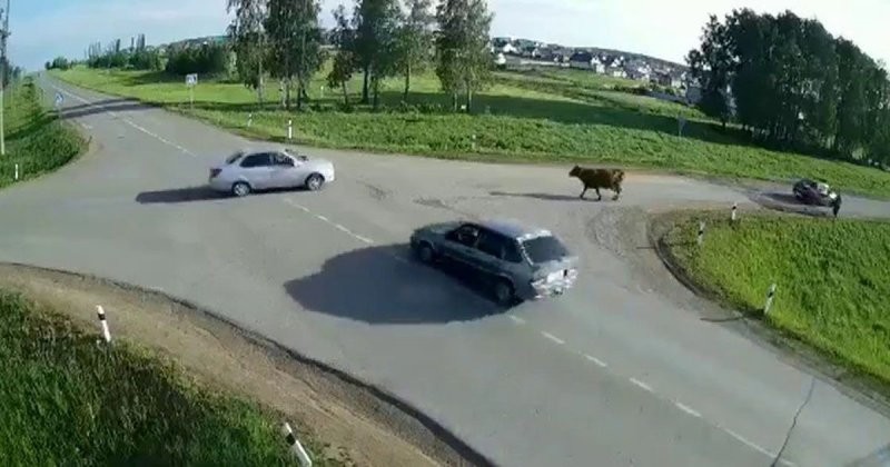 Авария дня. Корова в шоке