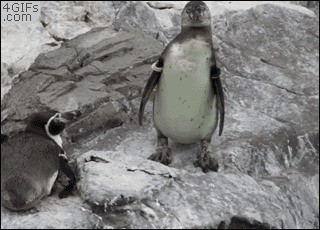 У пингвинов свои прикольчики