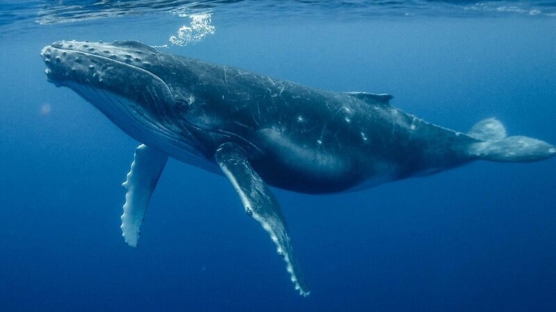 Австралийцы заметили с пляжа кита, который застрял в буйках