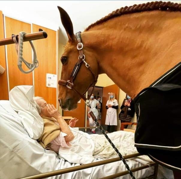 17. Во Франции 15-летний конь по кличке Пейо часто навещает неизлечимо больных пациентов в больнице. Конь сам выбирает, какого пациента навестить, и стучит копытом у их двери