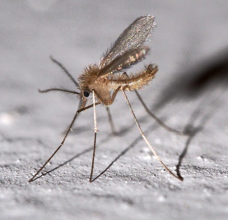 Москиты и комары: Совершенно разные насекомые, и опасность представляют разную. В чем отличия?