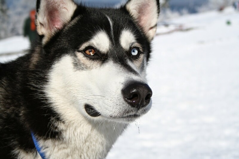 В Антарктиде с 1994 года запрещено держать собак. Единственными разрешенными собаками являются хаски, выведенные там