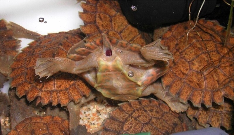 Некоторые водные черепахи дышат через задний проход. Кстати, они находятся под угрозой исчезновения