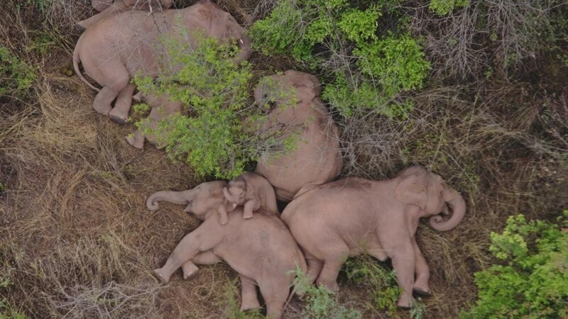 Слоны  сбежали из заповедника  и решили вздремнуть после своих странствий