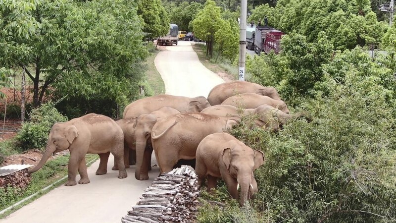 Слоны  сбежали из заповедника  и решили вздремнуть после своих странствий