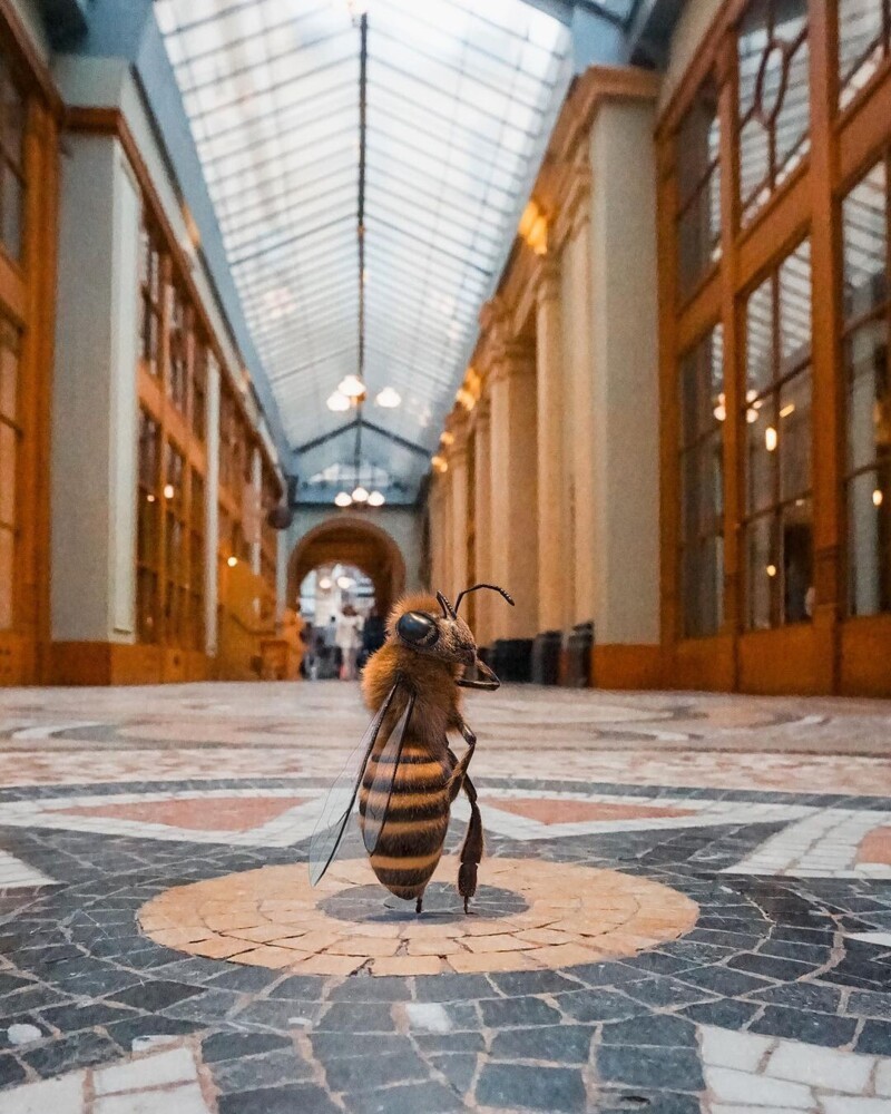 Пчела-блогер постит модные фото и спасает своих сородичей