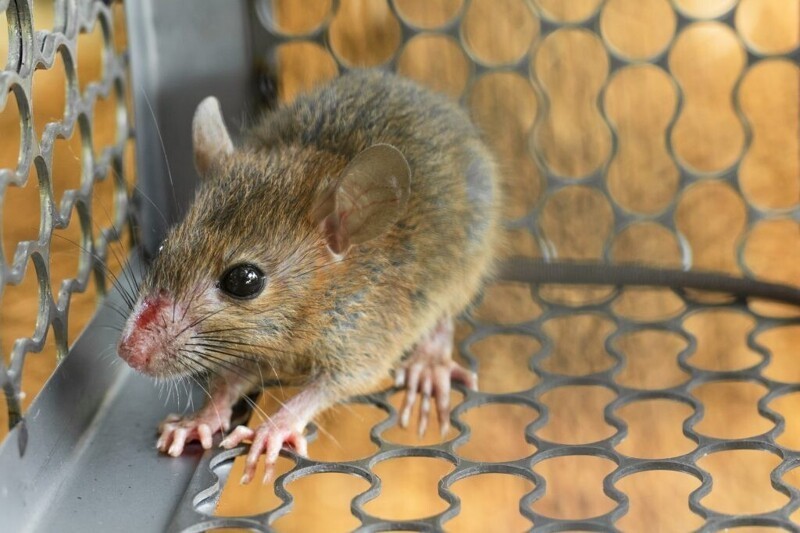 Мыши в Австралии начали есть друг друга и кусать людей по ночам