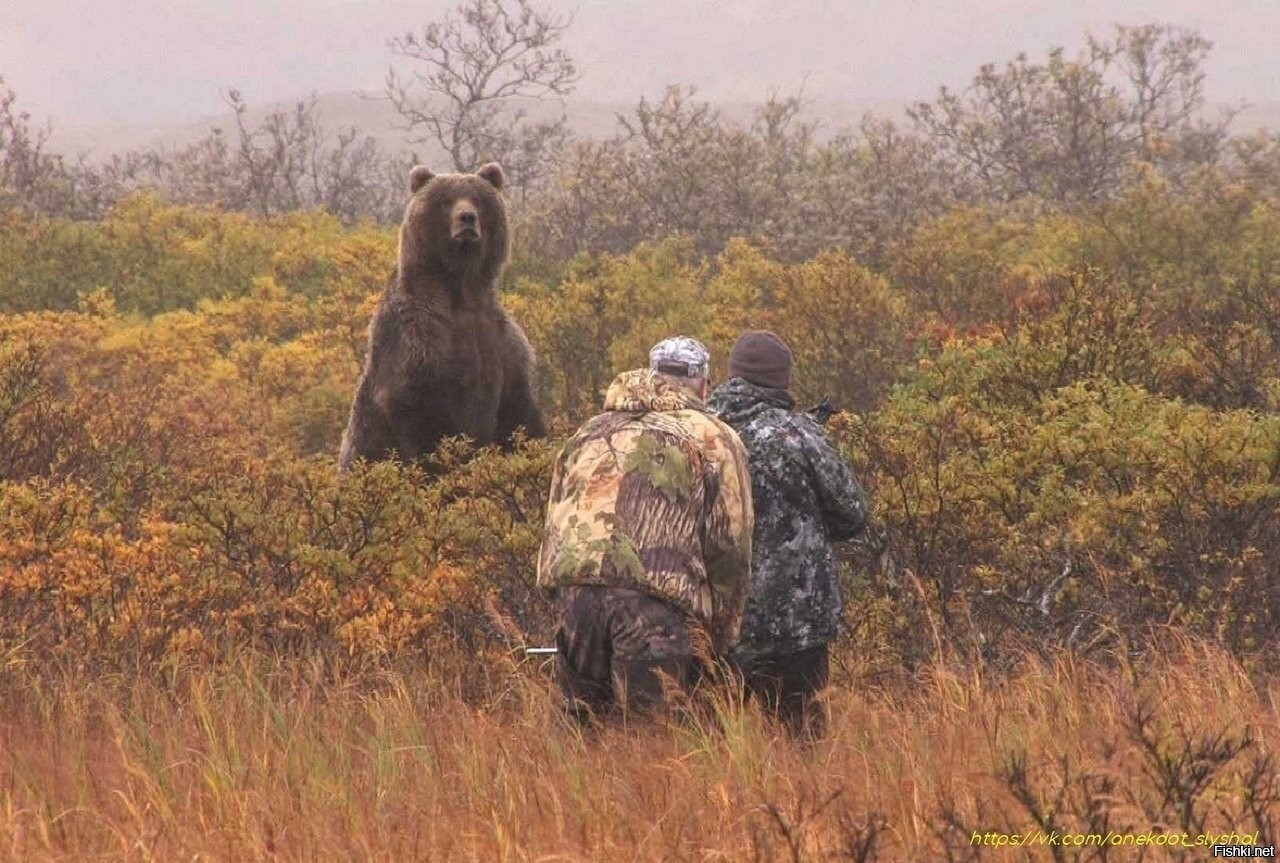 Фото Встречи С Медведем