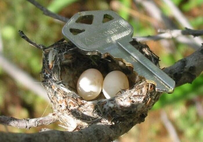 26. Яйца и гнездо колибри. Ключ для масштаба