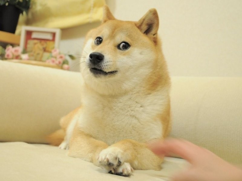 Знаменитый интернет-мем с изображением собаки сиба-ину продан за $4 млн