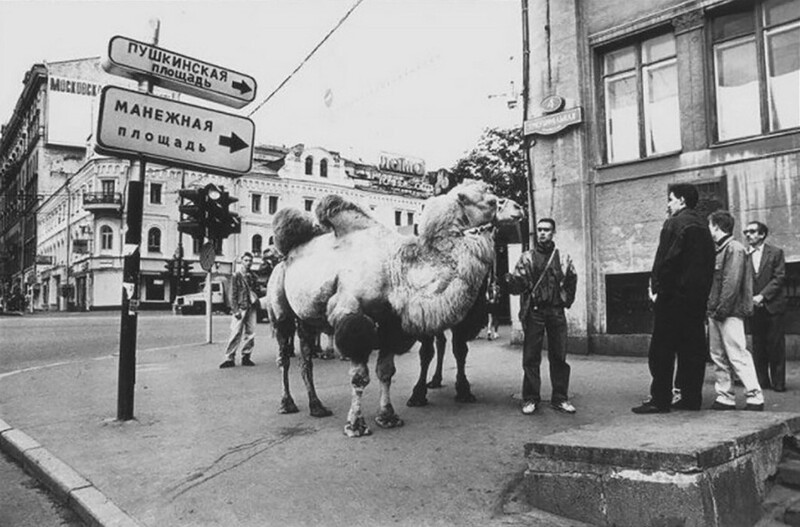 Московские верблюды, 90-е