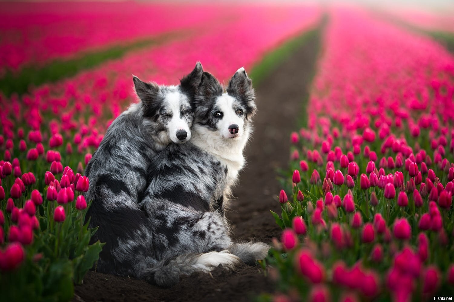 Фото 2 Собак – Telegraph