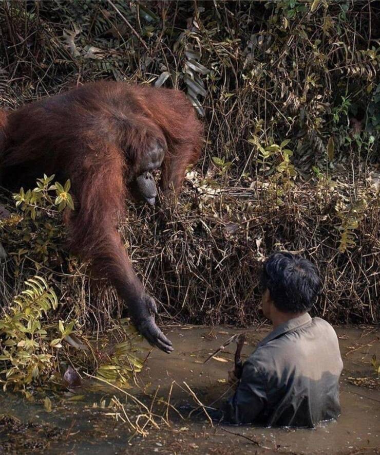 39. В Индонезии орангутанг протянул руку человеку, который, как ему показалось, тонул в реке. На самом деле тот ловил в реке змей, чтобы уберечь обезьян от их смертельных укусов