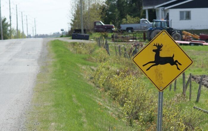 "Зачем вообще эти знаки с оленями у дороги? Оленям слишком опасно переходить дорогу"
