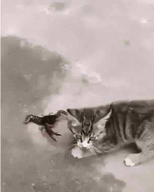 Да, снова гифки