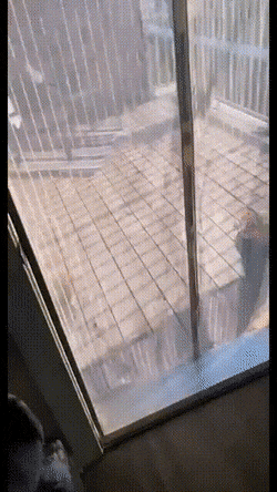 Да, снова гифки