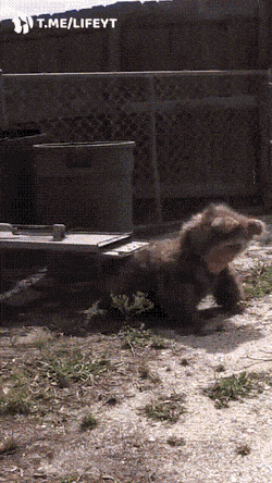 Да, снова гифки